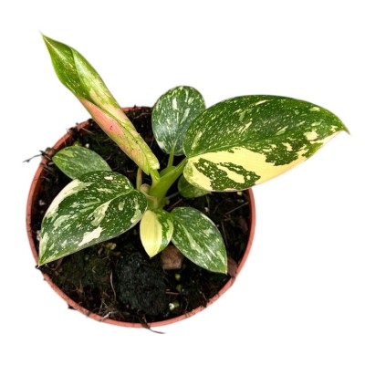 Philodendron green congo hybrid MEDIUM 2