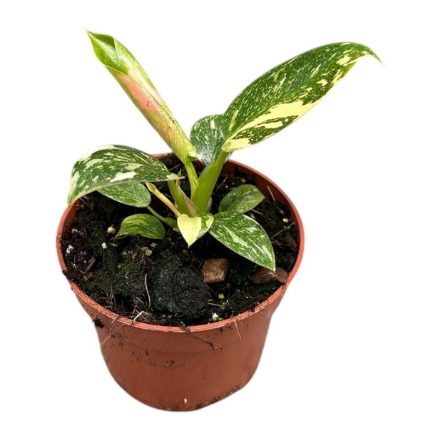 Philodendron green congo hybrid MEDIUM