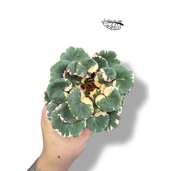 Saxifraga stolonifera 'VARIEGATA' MINI