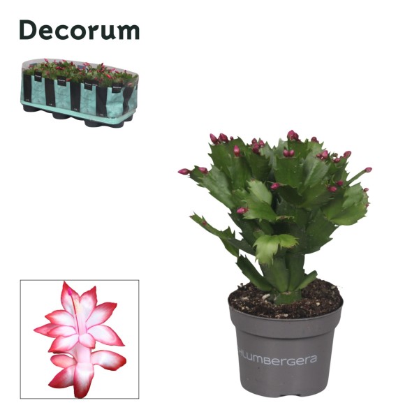 Schlumbergera CACTUS DE NAVIDAD MEDIUM