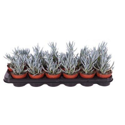 Senecio kleinia MEDIUM 2