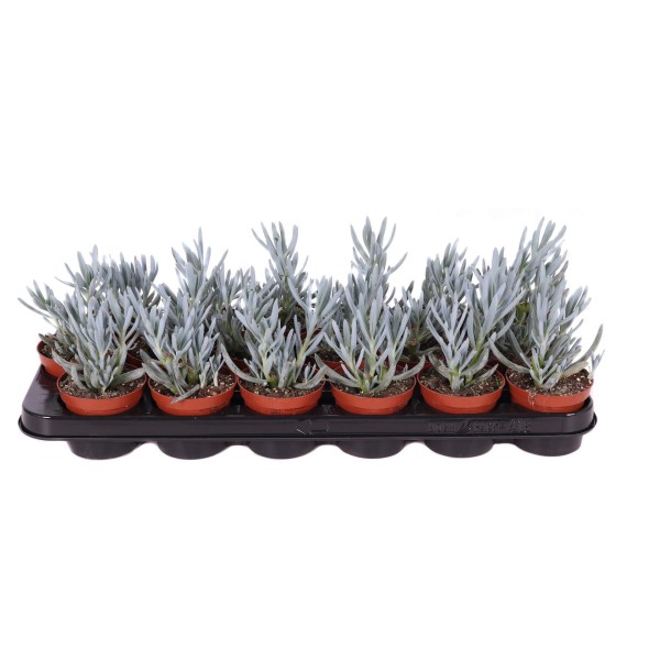 Senecio kleinia MEDIUM