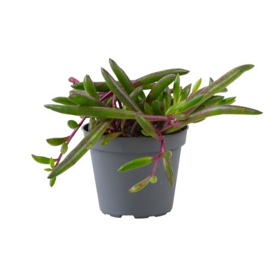 Senecio herreianus 'Purple Flush' MINI 2