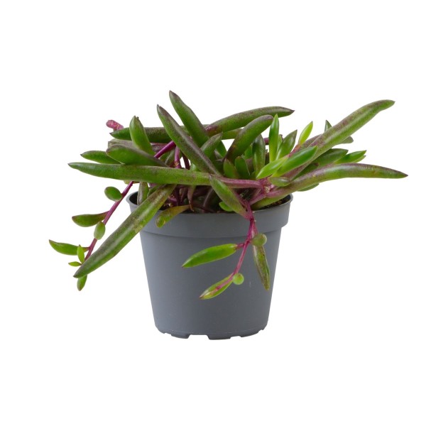 Senecio herreianus 'Purple Flush' MINI