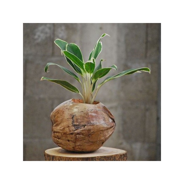 Arreglo Cocosnoot retro con Aglaonema