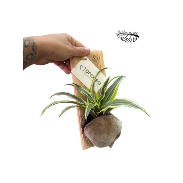 Arreglo Wallart Bump con planta de interior MIX.