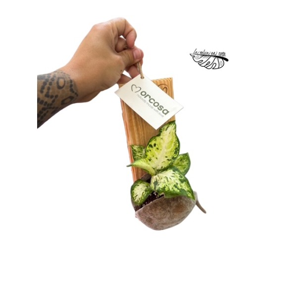 Arreglo Wallart Bump con planta de interior MIX.