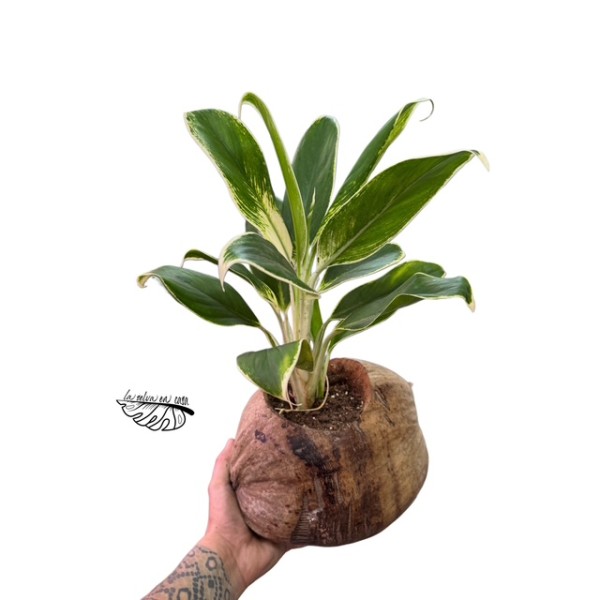 Arreglo Cocosnoot retro con Aglaonema