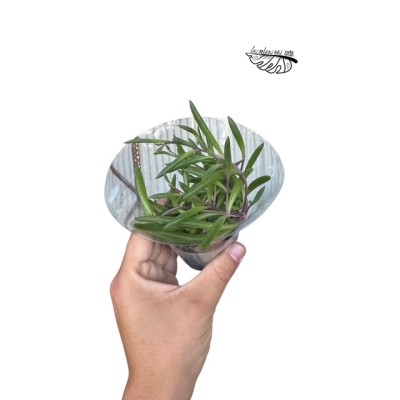 Senecio herreianus 'Purple Flush' MINI