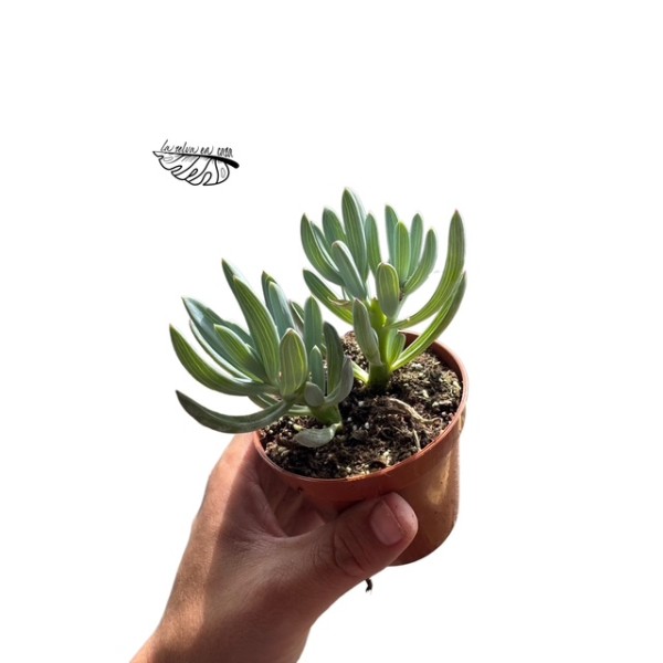 Senecio kleinia MEDIUM