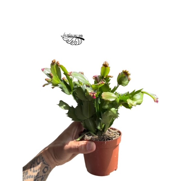 Schlumbergera CACTUS DE NAVIDAD MEDIUM