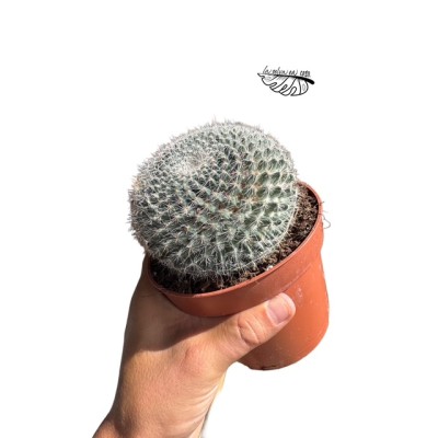 Mammillaria hahniana LARGE