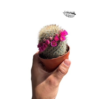Mammillaria sp.