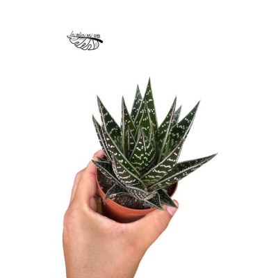 Aloe 'Tiki Tahi MEDIUM