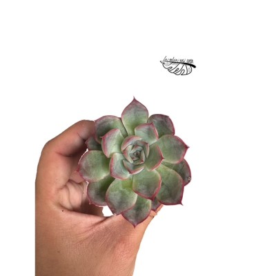 Echeveria mystery MINI