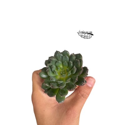 Echeveria scorpio MINI