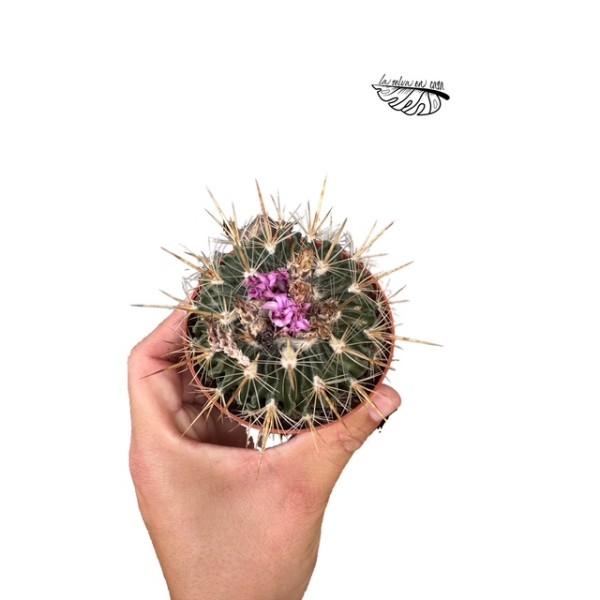 Echinofossulocactus multicostatus MEDIUM