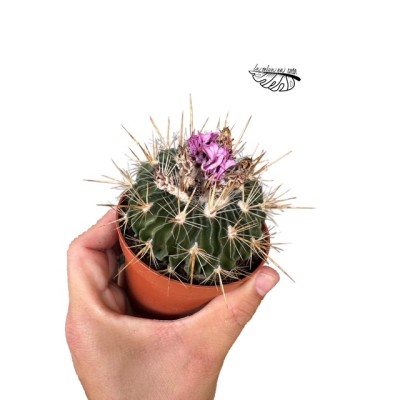 Echinofossulocactus multicostatus MEDIUM