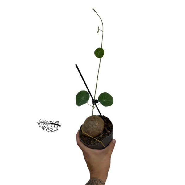 Stephania pierrei Erecta