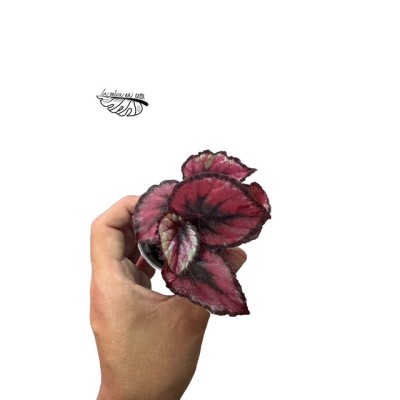 Begonia REX Red Kiss MINI