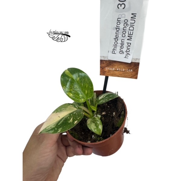 Philodendron green congo hybrid MEDIUM