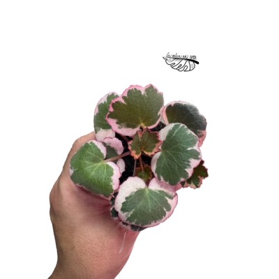 Saxifraga stolonifera 'VARIEGATA' MINI