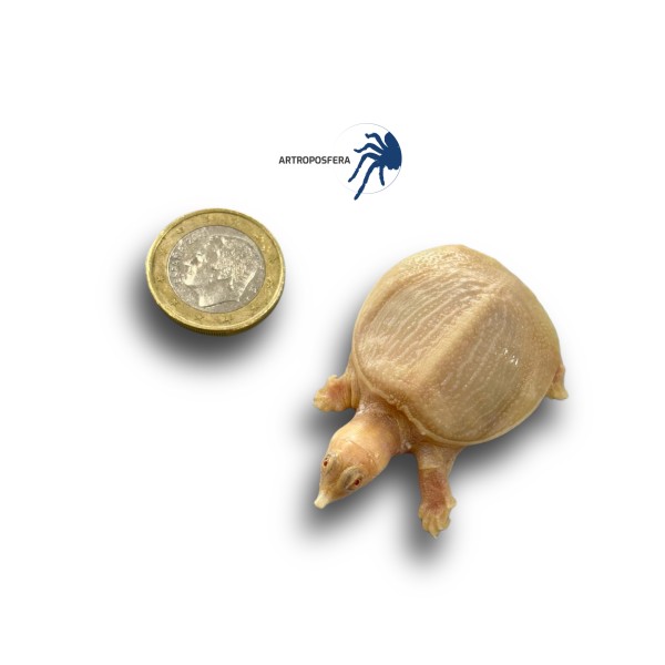 Pelodiscus sinensis
