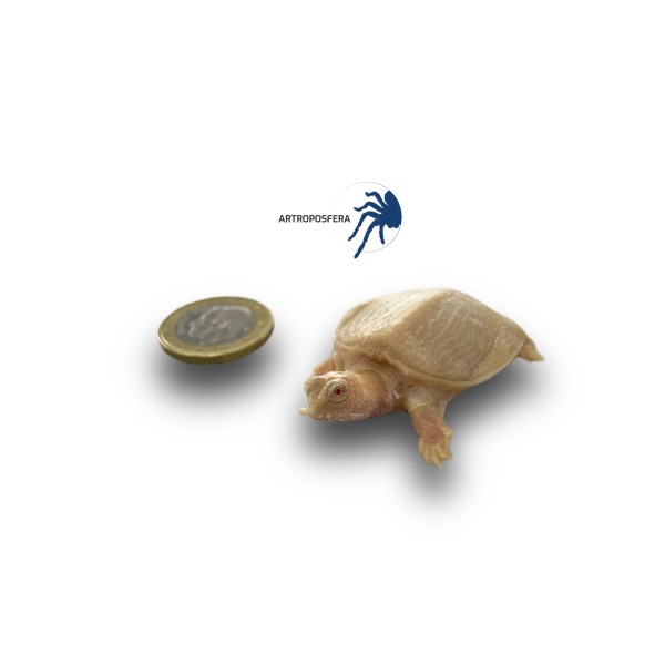Pelodiscus sinensis