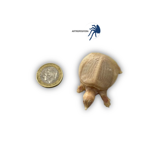 Pelodiscus sinensis