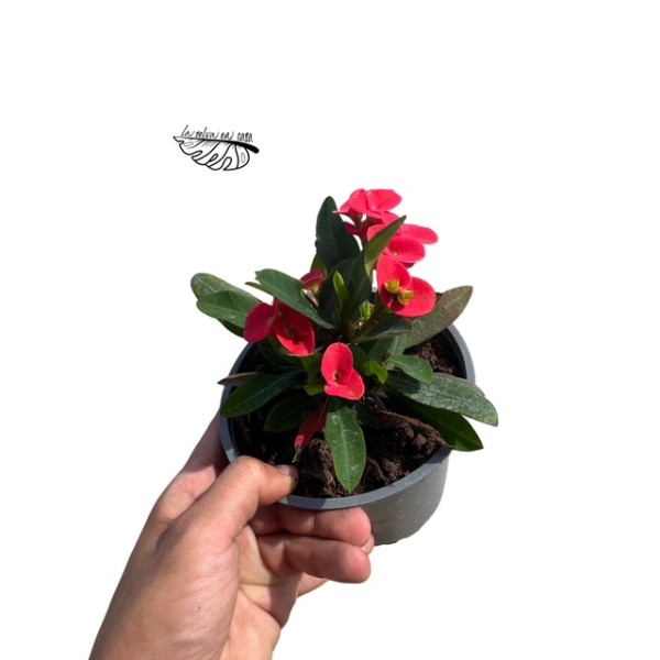 Espina de Cristo (Euphorbia milii)