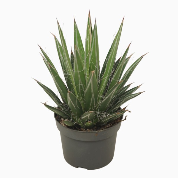 Agave filifera LARGE