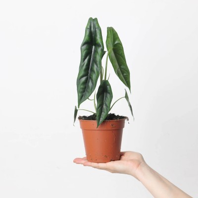 Alocasia venusta 2