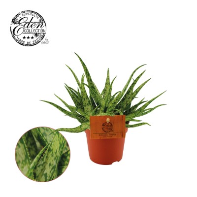 Aloe spider MEDIUM 2