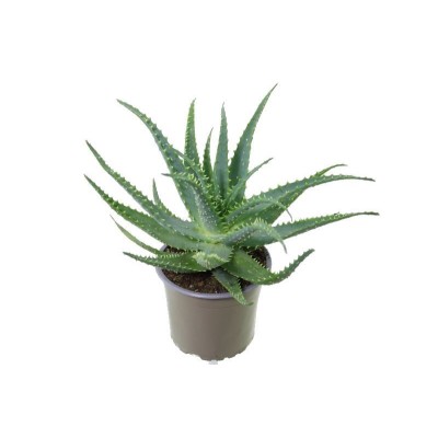 Aloe Arborescens MEDIUM 2