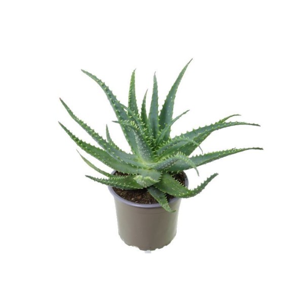 Aloe Arborescens MEDIUM