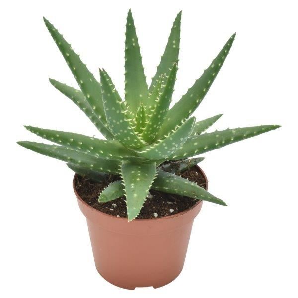 Aloe Safari Kerio MEDIUM