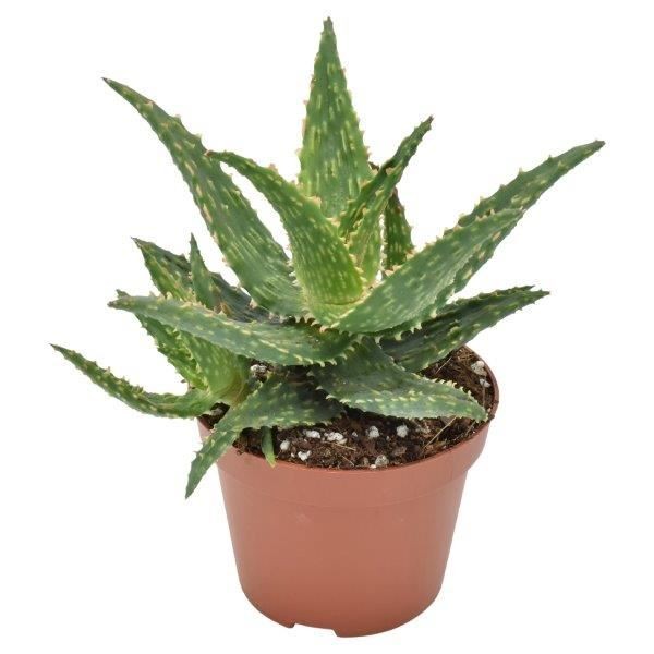 Aloe Safari Thiba MEDIUM