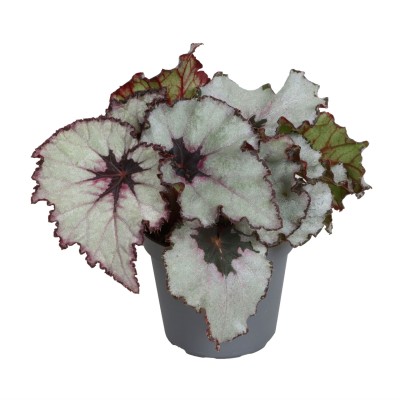Begonia Rex Spirit Of Kwale 2