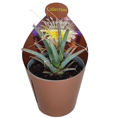 leuchtenbergia principis 2