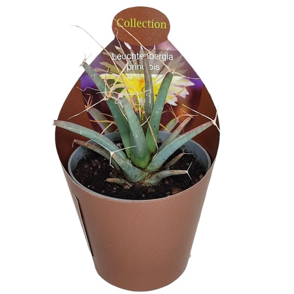 leuchtenbergia principis