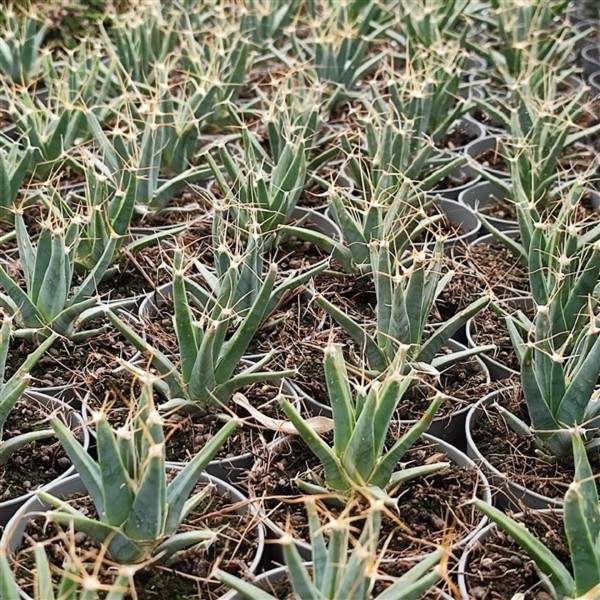 leuchtenbergia principis