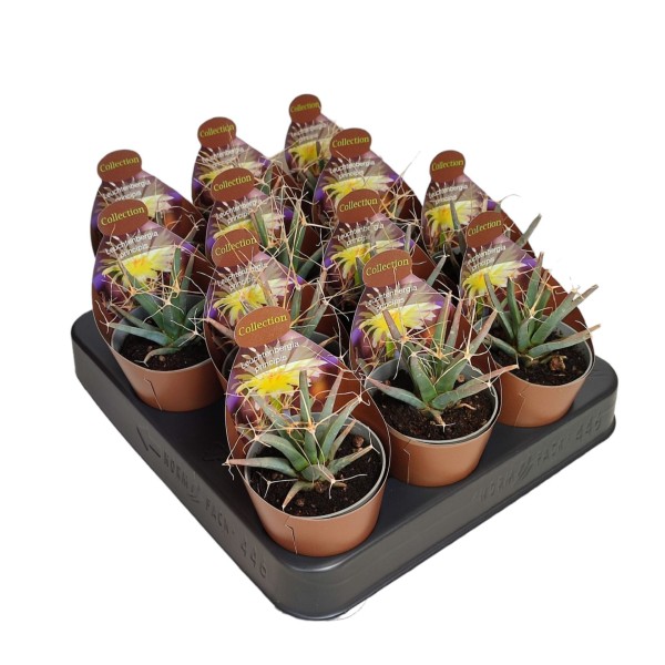 leuchtenbergia principis