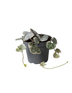 Ceropegia woodii Variegata 2