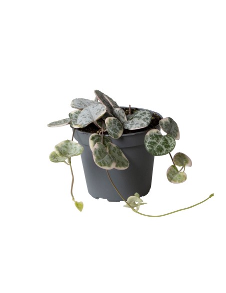 Ceropegia woodii Variegata