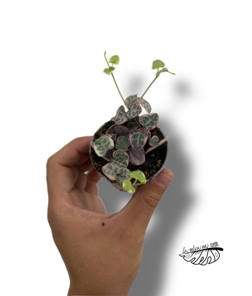 Ceropegia woodii Variegata