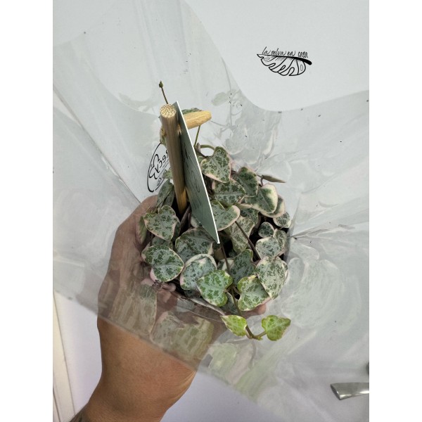 Ceropegia woodii Variegata
