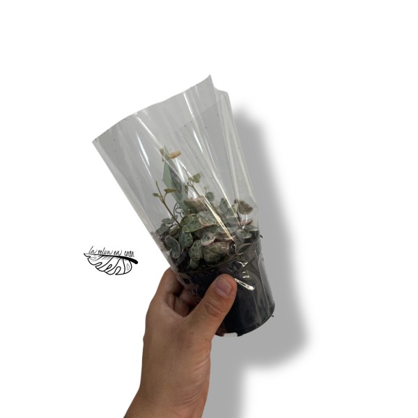 Ceropegia woodii Variegata