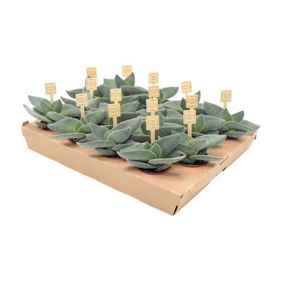 Crassula Boomerang MINI 2