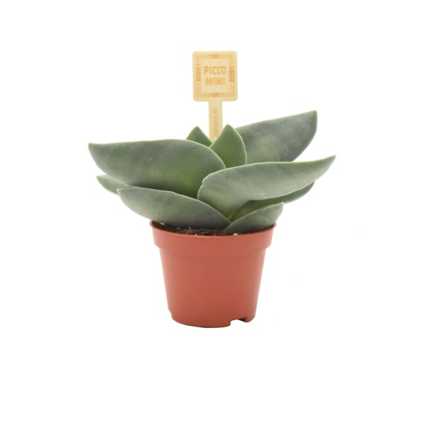 Crassula Boomerang MINI