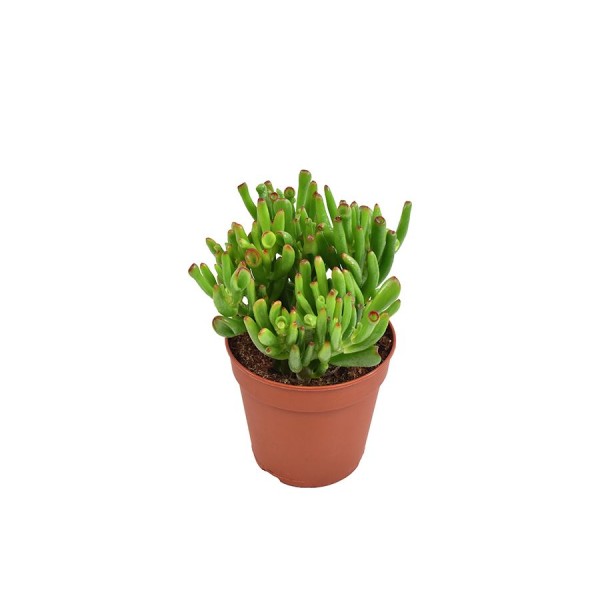 Crassula ovata ‘Hobbit’